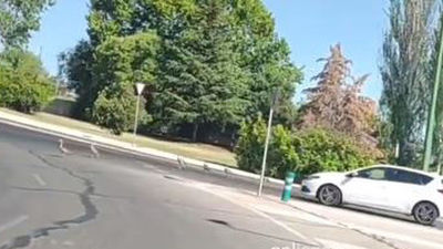 Una familia de patos, de excursión por una rotonda en Alcobendas