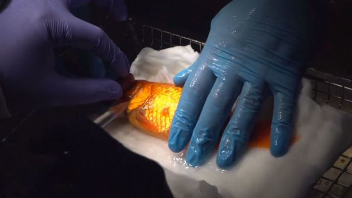 Sancho, el pez con un tumor en el ojo / Telemadrid