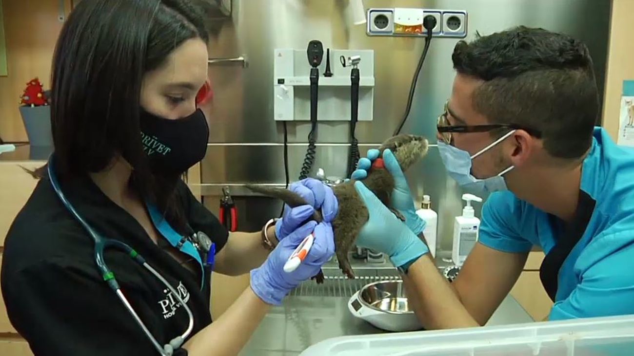 Hospital animal: Capítulo 2