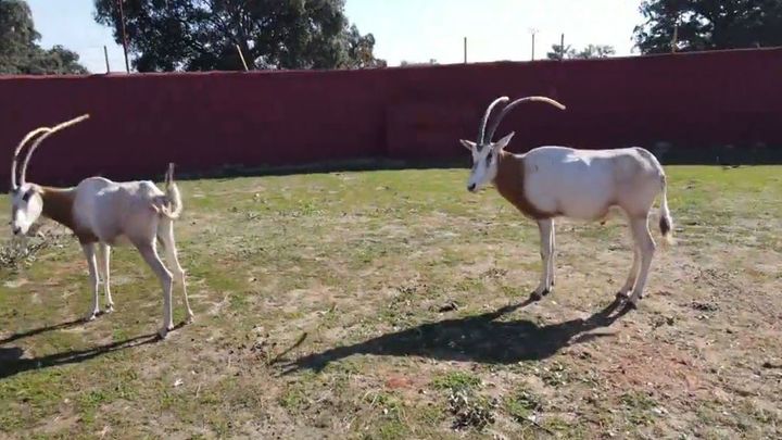 Oryx Cimitarra, una especie en peligro de extinción / Telemadrid