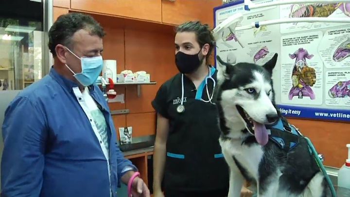 Max y Bombón, dos perros influencers / Telemadrid