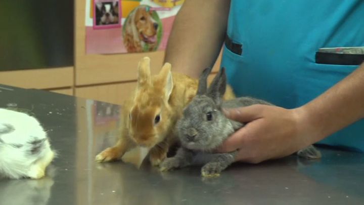 Un dueño ha abandonado a varios conejos en la clínica veterinaria / Telemadrid