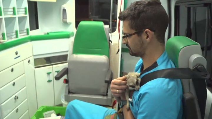 Suricato envenenado / Telemadrid