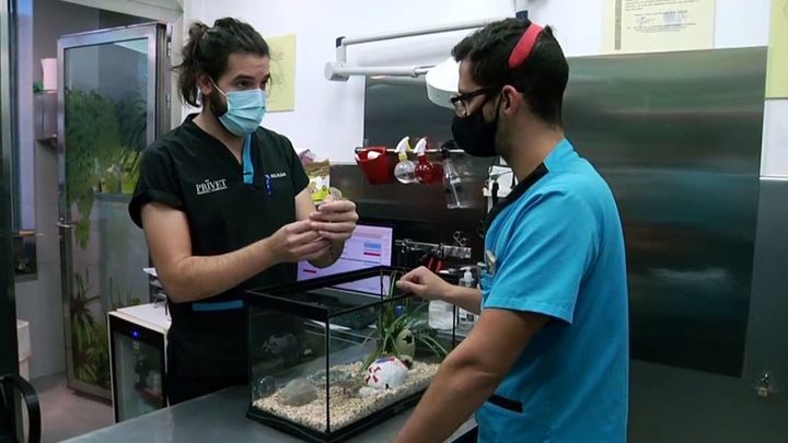 Los geckos no quieren comer / Telemadrid