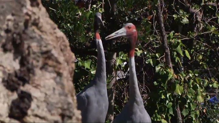 Una pareja de grullas / Telemadrid