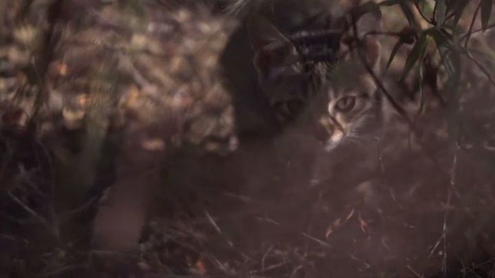 Bebé de gato abandonado / Telemadrid