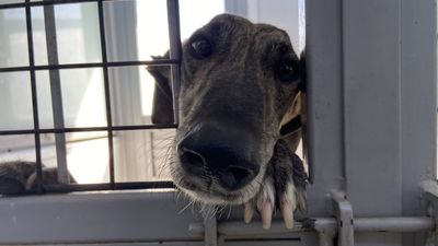 El centro canino de Majadahonda acoge 12 perros salvados de morir  desangrados con fines comerciales