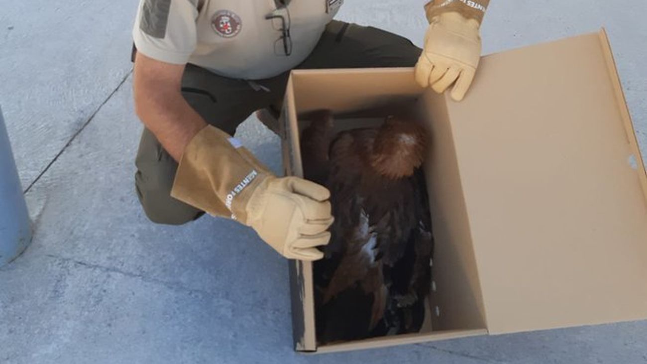 Un agente medioambiental con el ave en una caja para su traslado