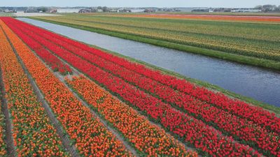 Holanda exporta el 60% de las flores de todo el planeta y se cultivan en campos como este