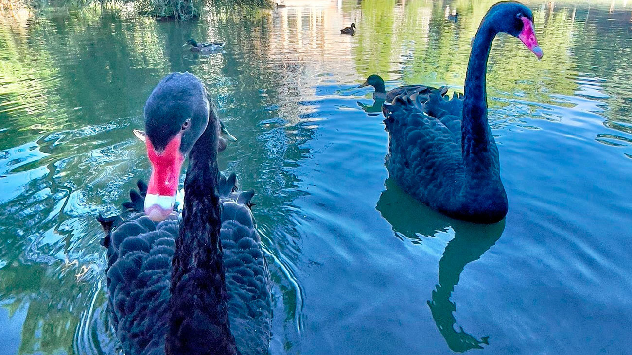 Luna y Lorenzo, pareja de cisnes negros junto al Palacio de Cristal en El Retiro
