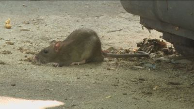 Una invasión de ratas en el Pozo del Tío Raimundo tiene a sus vecinos desesperados