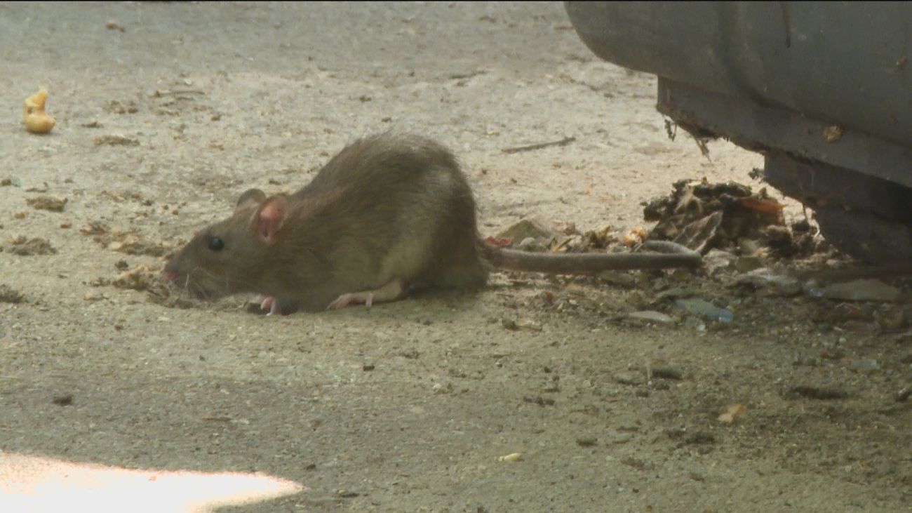 Una invasión de ratas en el Pozo del Tío Raimundo tiene a sus vecinos ...