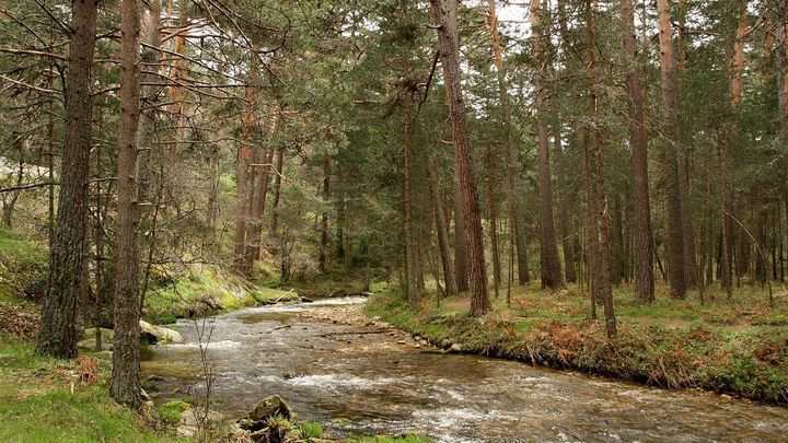 Bosque Valsaín / Wikipedia
