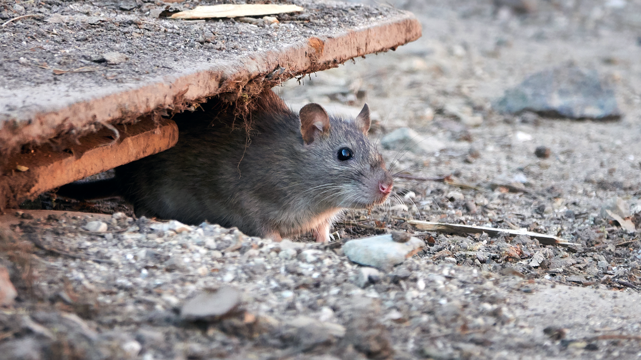 “Ratas como conejos”, los vecinos de Las Rozas denuncian una plaga en sus parques