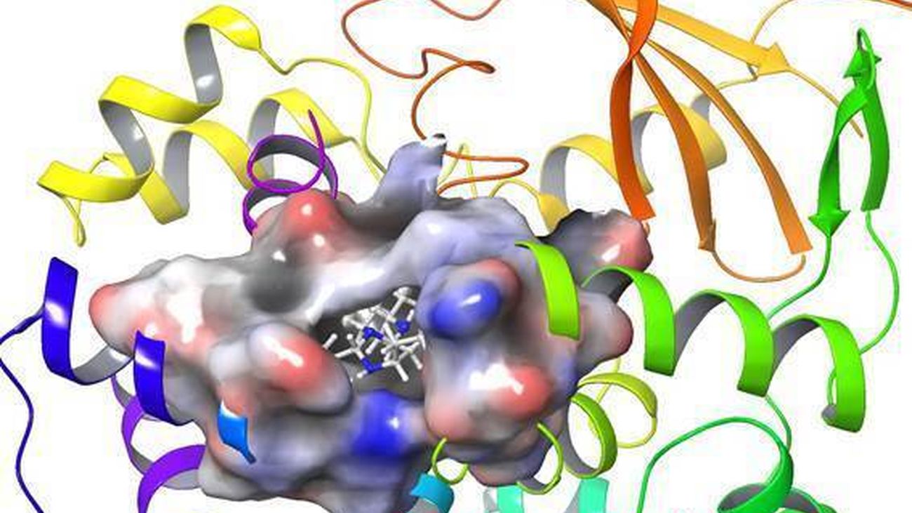 Identificada una molécula capaz de estimular la reparación del daño oxidativo del ADN