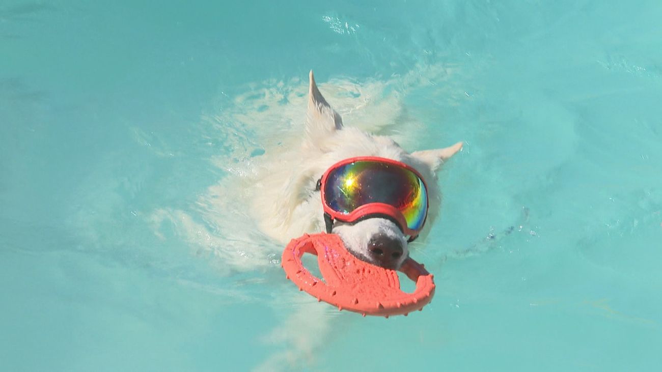 Una piscina en  Madrid en donde los perros pueden 'chapotear' a su antojo