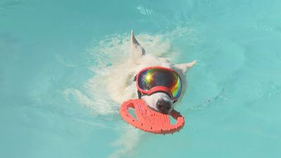 Una piscina en  Madrid en donde los perros pueden 'chapotear' a su antojo