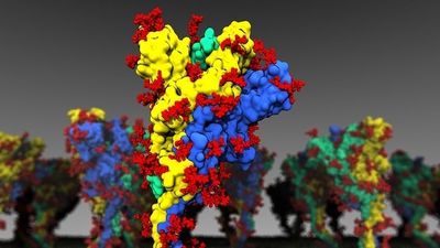 Cómo es ‘Centaurus’, la variante Ómicron que llegará con la octava ola Covid