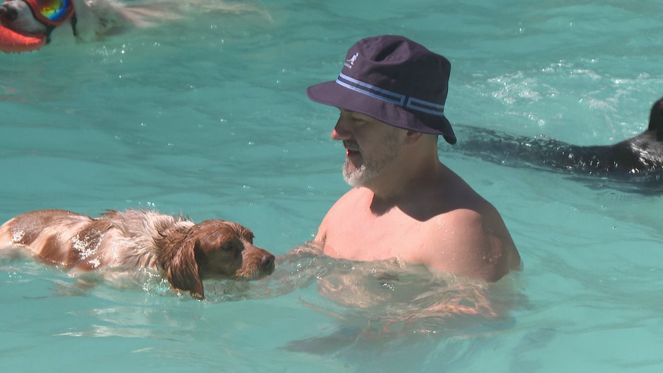 5 piscinas para perros en Madrid para sobrevivir al calor este verano