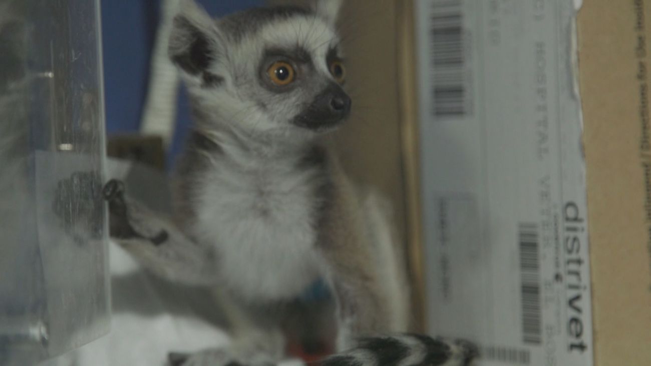 Hospital animal: Capítulo 6