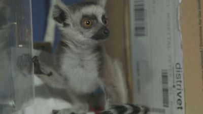 Hospital animal: Capítulo 6