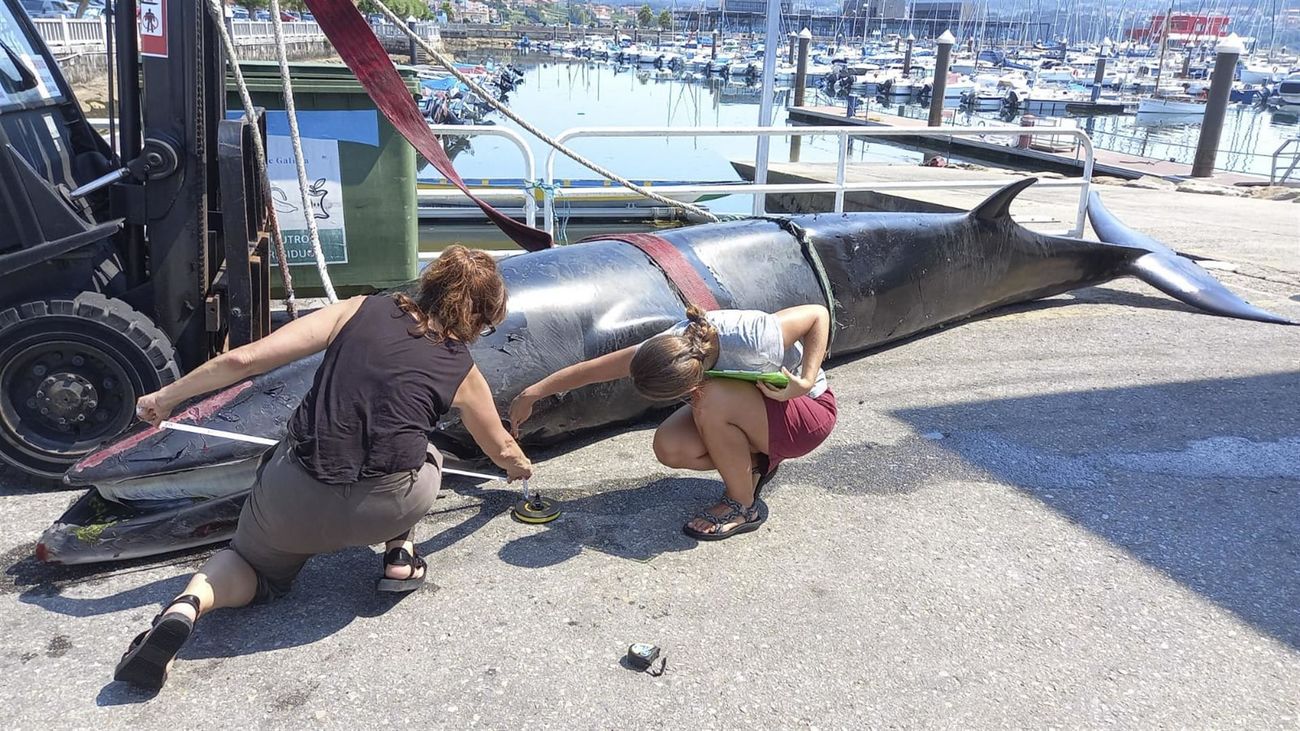 Investigadores junto a la ballena muerta en el puerto de Combarro, Pontevedra