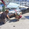 Extraña muerte de una ballena en el puerto de Combarro, Pontevedra