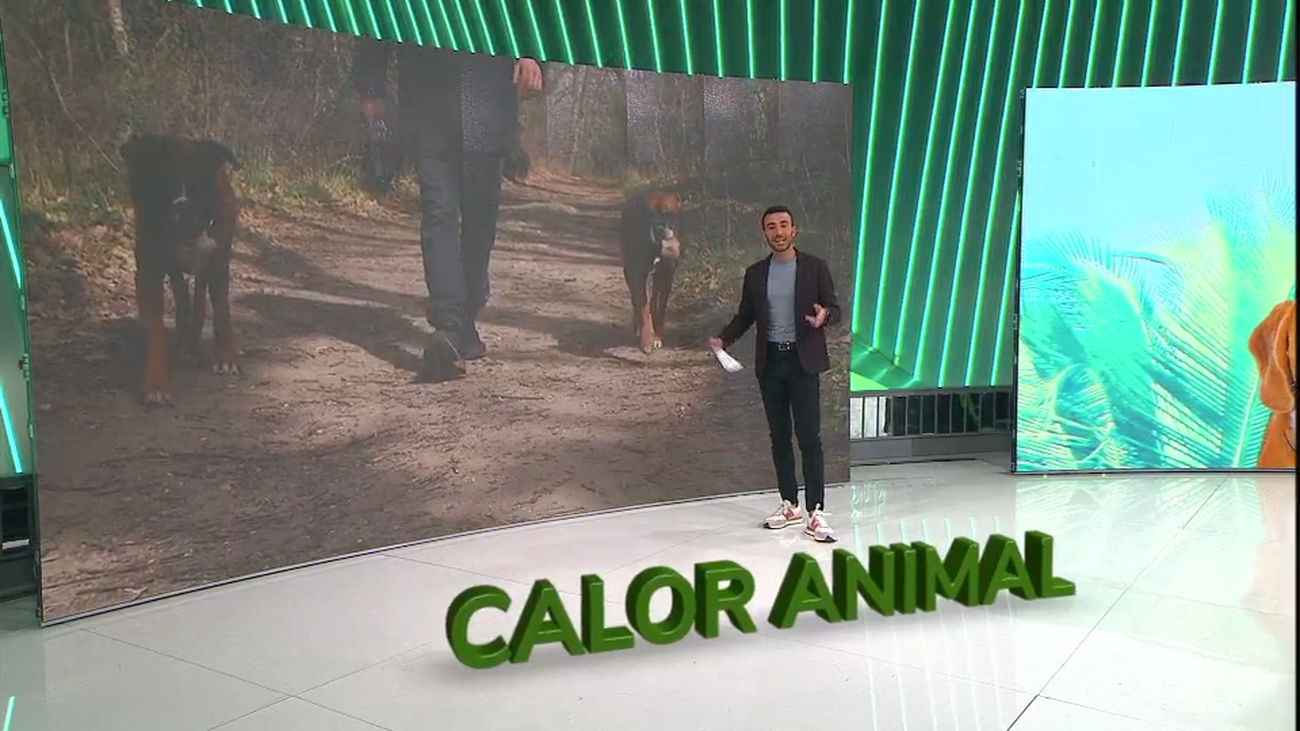 Los animales y el calor