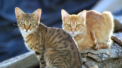 Piden a Cibeles que actúe ante las "matanzas de gatos y los envenenamientos de perros"