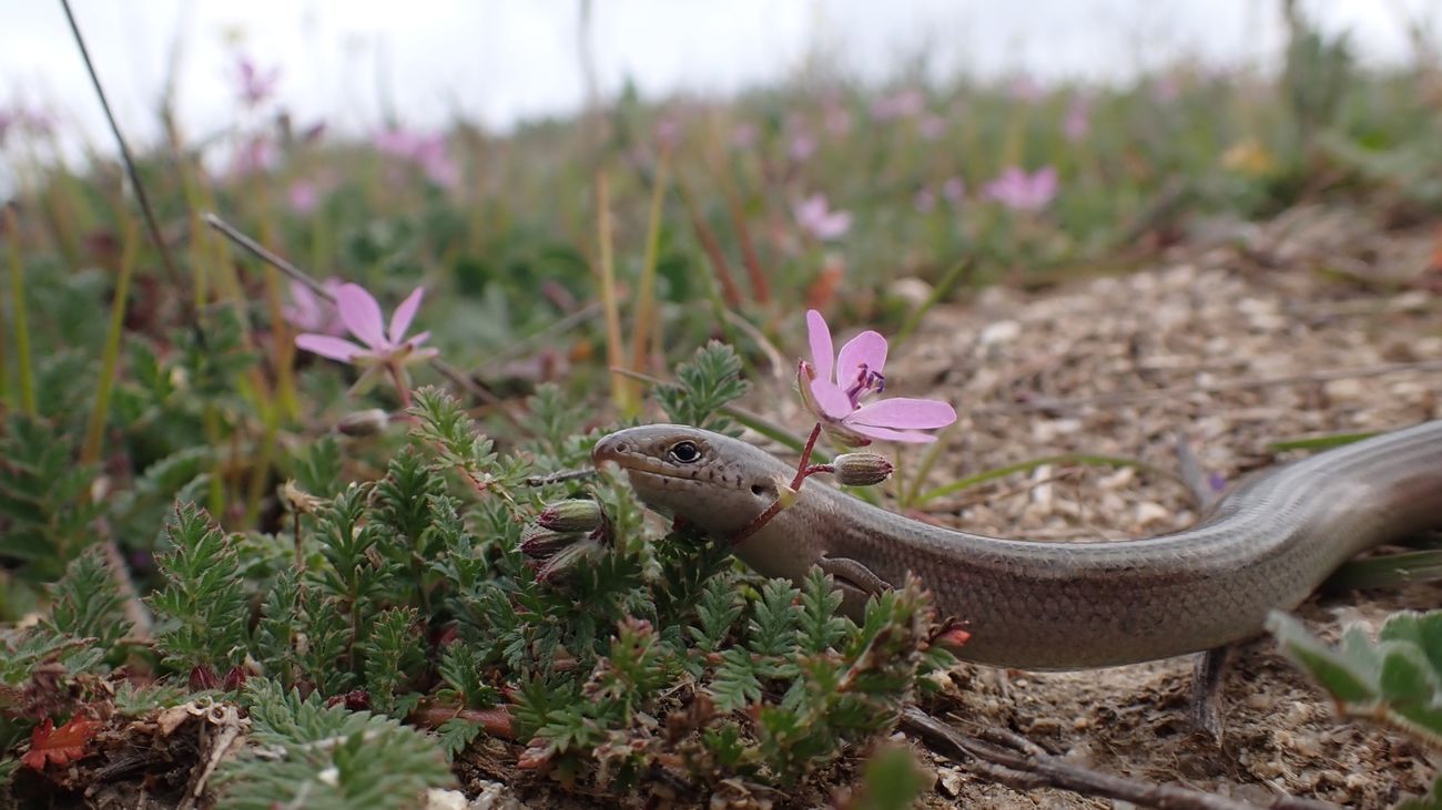 Eslizón tridáctilo