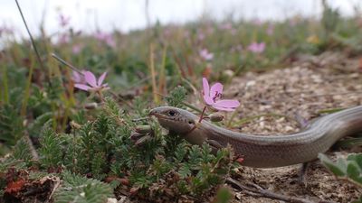 Taller de 'bichos en peligro' en Finca Liana de Móstoles