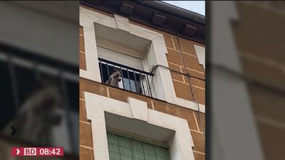 Un pitbull atemoriza Lavapiés: mata a un caniche y ataca a varios vecinos
