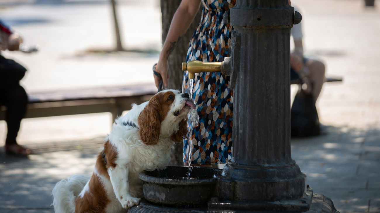 Un perro bebe en una fuente durante esta ola de calor