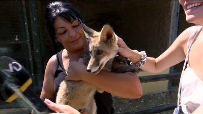 Kuna Ibérica: 40 especies de fauna mediterránea silvestre en Navas del Rey