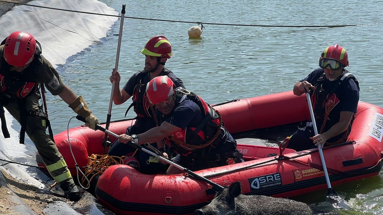 Rescatan un jabalí de un lago en un campo de golf de Majadahonda