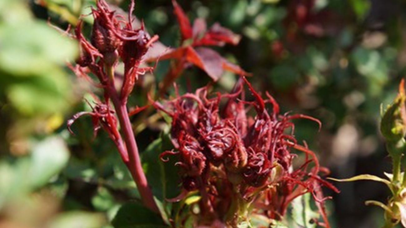 Y ahora... el virus de la roseta de la rosa: Europa adopta medidas para evitar su propagación