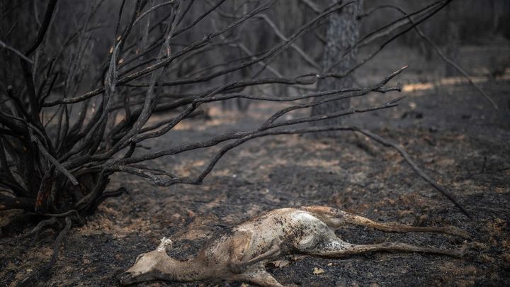 Sierra de la Culebra (Zamora), a un paso de ser declarada Zona Catastrófica / EUROPA PRESS