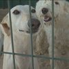 Objetivo: frenar el abandono animal este verano