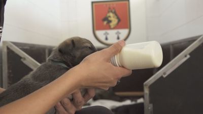 Conocemos a la futura patrulla canina de la Policía Nacional