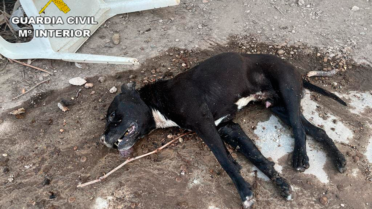 Un animal fallece por deshidratación tras ser abandonado en plena ola de calor en Chinchón