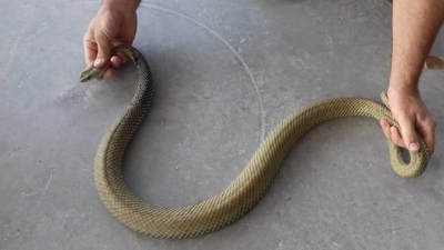 Atrapada una serpiente en Torrejón de Ardoz tras morder a un vecino en un paso subterráneo