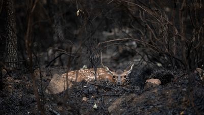 Unos 250.000  animales son calcinados en los incendios de Galicia