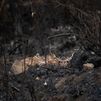 Unos 250.000 animales son calcinados en los incendios de Galicia