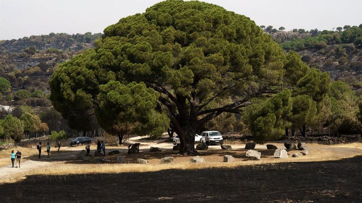 El Pino Castrejón sobrevive a los incendios de El Hoyo de Pinares / EFE