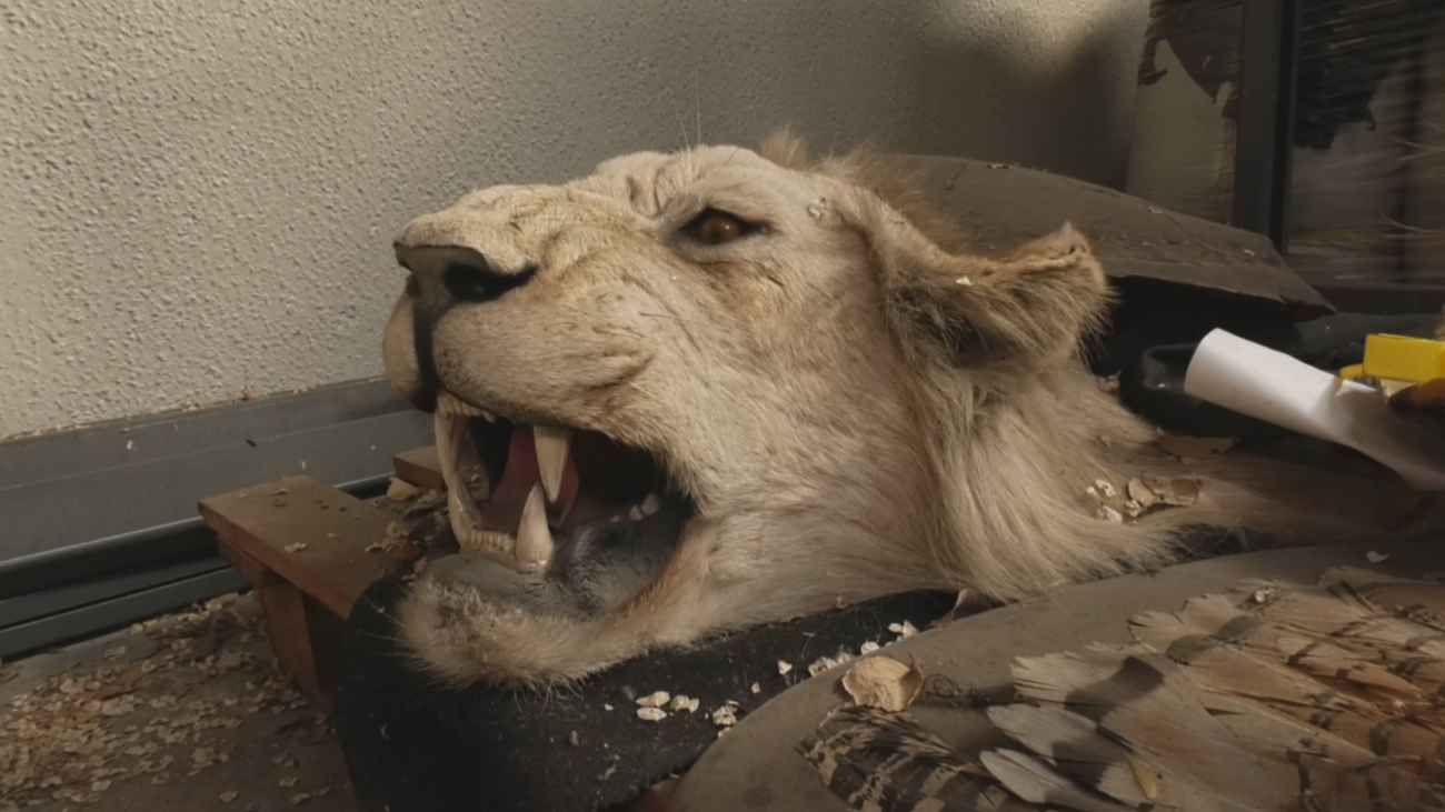 Nos adentramos en el almacén de animales incautados de Barajas