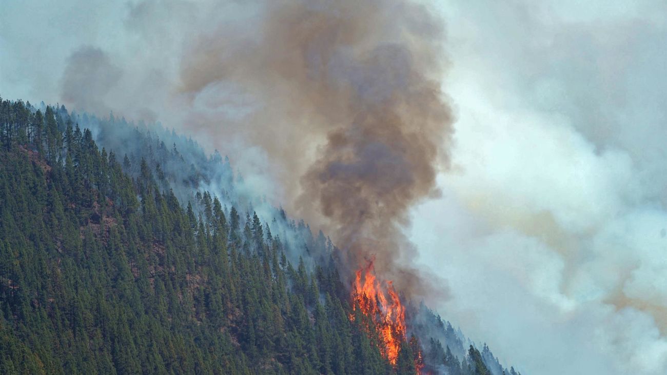 Casi 100.000 hectáreas forestales calcinadas en dos semanas, más que en todo 2021
