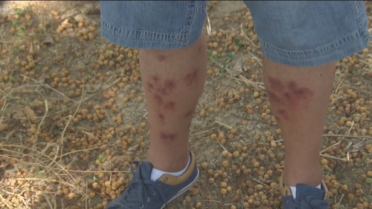 Los vecinos de Getafe exigen medidas efectivas para paliar los efectos de la  plaga de mosca negra