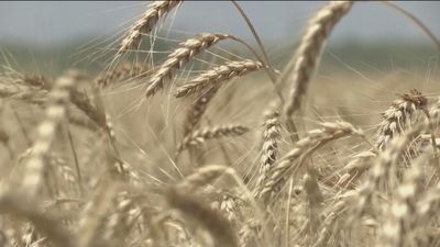 Se dispara el precio del trigo tras el ataque de Rusia al puerto de Odesa