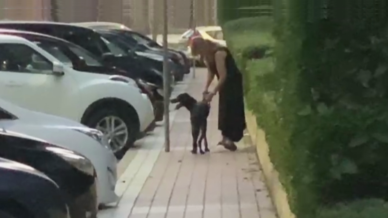 Vecinos de Móstoles denuncian a una pareja por maltratar a su perro