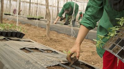 Entra en vigor la reforma del reglamento que agiliza el empleo a extranjeros